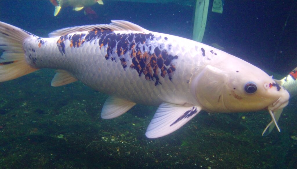 Koi-Verhalten deuten: Krankheiten frühzeitig erkennen auf goldenerfisch.at