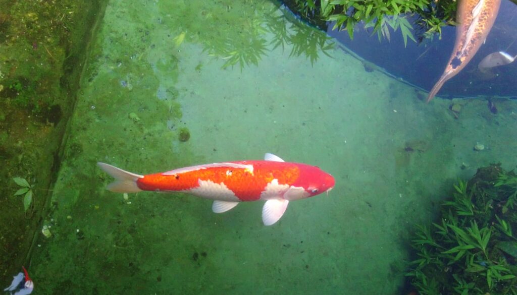 Koi-Verhalten deuten: Krankheiten frühzeitig erkennen auf goldenerfisch.at