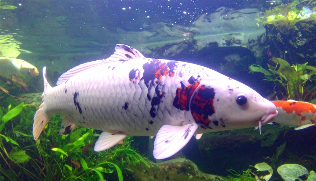 Koi-Verhalten deuten: Krankheiten frühzeitig erkennen auf goldenerfisch.at